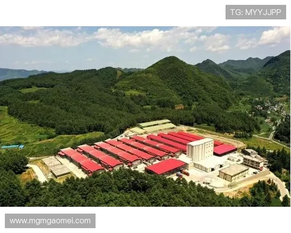 新濠国际集团如何通过多元化经营实现可持续增长与品牌价值提升